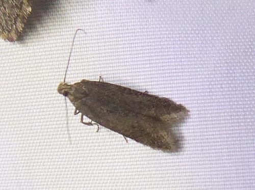 Bryotropha sp.